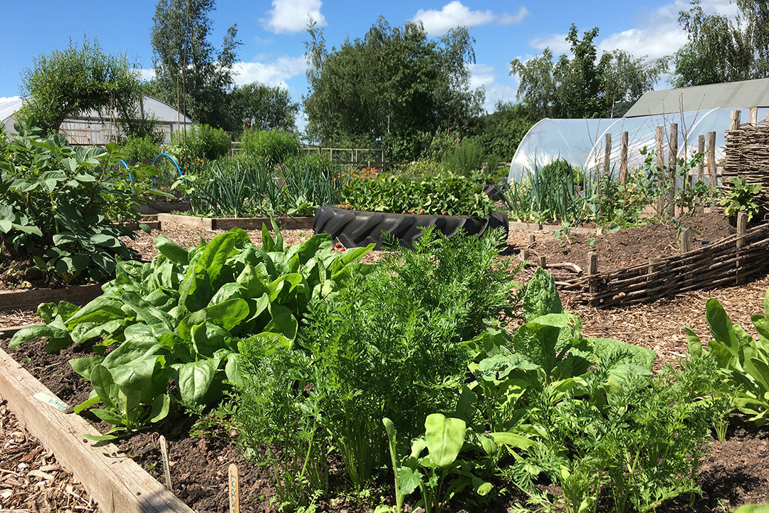 What are Community Gardens?