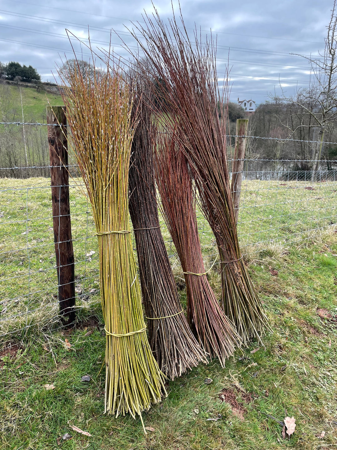 A day in the life… of a willow grower