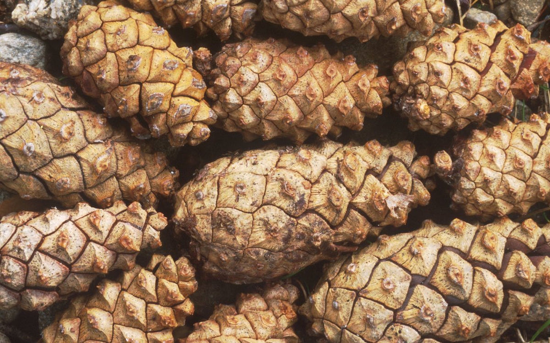 How to start a fire with Pine Cones